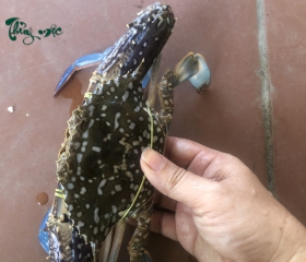 Ghẹ Thủy Mộc nà