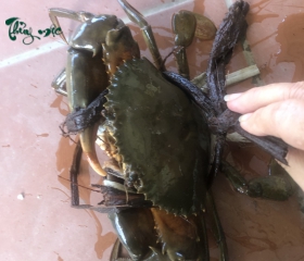 Cua Nhà Thủy Mộc 