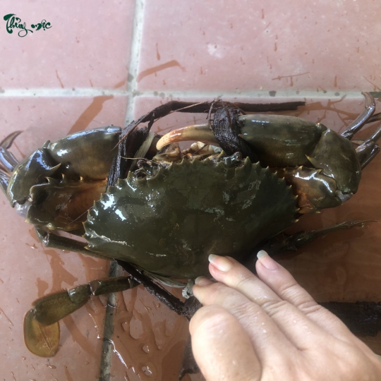 Cua Nhà Thủy Mộc 