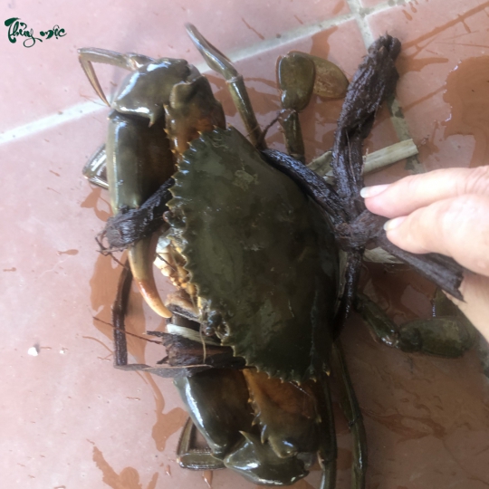 Cua Nhà Thủy Mộc 