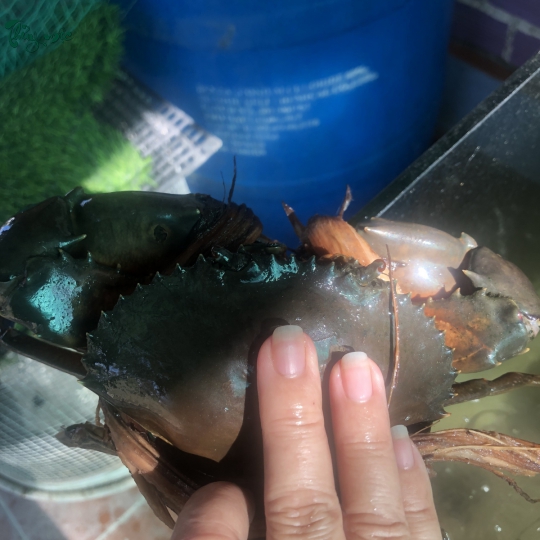 Cua Nhà Thủy Mộc 